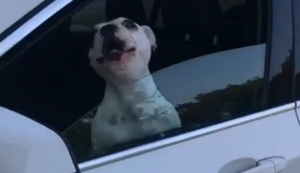 Hund singt im Auto Hund singt im Auto