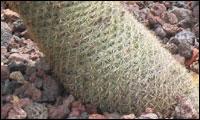 geiler kaktus