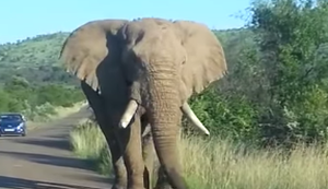 Teure Begegnung mit einem Elefant