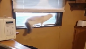 Katze von der Fensterbank verjagen