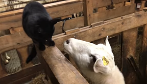 Schaf gegen Katze