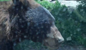 Begegnung mit den Bären