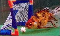 fish school fish school