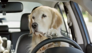 Hund am Steuer Hund am Steuer