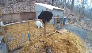 Wenn der Bär bock auf Schwein hat