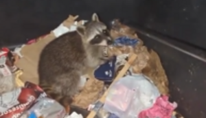 Waschbär aus Container retten