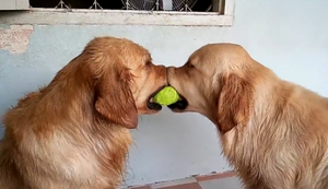Two Dogs One Ball