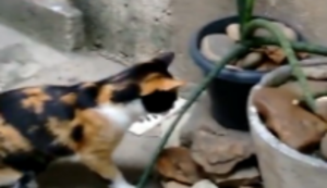 Die spektakuläre Flucht einer Ratte