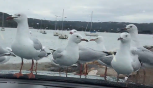 Mal die Möwen füttern