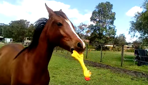 Das Pferd mit dem Gummihuhn