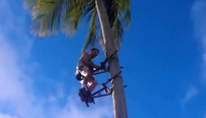 Mal ganz lässig den Baum hochklettern Mal ganz lässig den Baum hochklettern