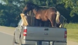 Pferdetransporter in den USA