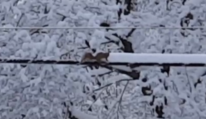 Eichhörnchen-Schneepflug