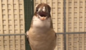Böse Lache in kleinem Vogel