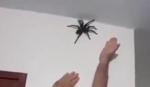Riesen-Spinne einfangen