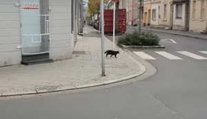 Vom Jäger zum Gejagten