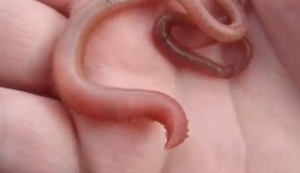 Ein Blutwurm zeigt die Zähne