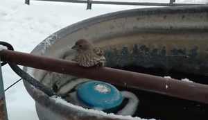 Festgefrorenen Vogel retten