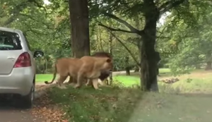 Löwen beobachten mit der Familie