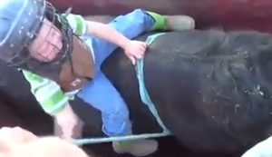 Junge reitet auf dem Bullen Junge reitet auf dem Bullen