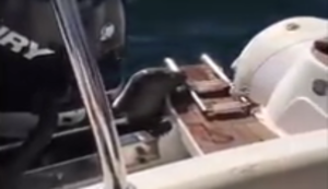 Seehund rettet sich auf ein Boot