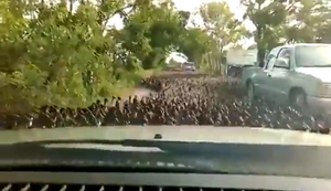 Invasion der Enten Invasion der Enten