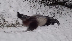 Ein Panda im Schnee