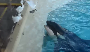 Tausche Fisch gegen Geflügel Tausche Fisch gegen Geflügel