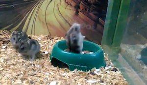 Rückwärtsrolle in Perfektion