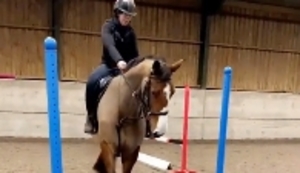 Schreckhaftes Pferdchen