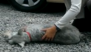 Hund fällt in Ohnmacht Hund fällt in Ohnmacht