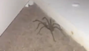 Spinne geht zum Angriff über Spinne geht zum Angriff über