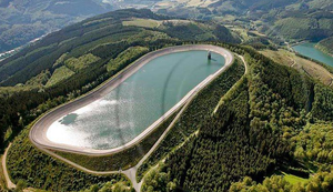 Ein paar Nordmanntannen günstig abzugeben