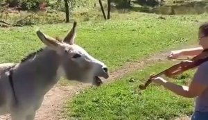 Im Duett mit einem Esel