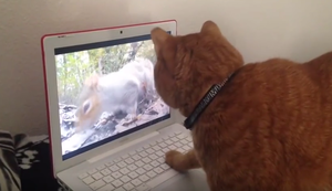 Katze vs Eichhörnchen