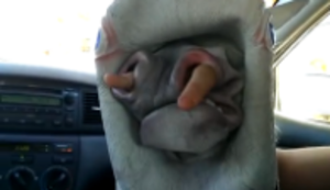 Einhorn mit Schnupfen