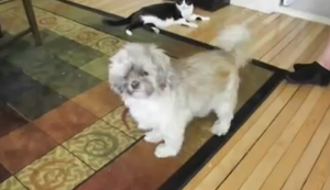 Merkwürdig klingender Hund