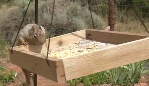 Vaseline gegen Eichhörnchen Vaseline gegen Eichhörnchen