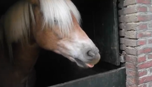 Pferd macht lustige Geräusche