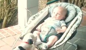 Hund legt sich zum Baby