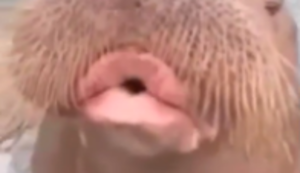 Pfeifendes Walross Pfeifendes Walross