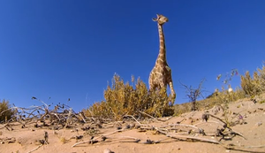 Giraffe von unten Giraffe von unten