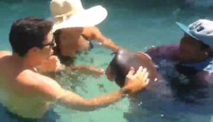 Mal den Hai streicheln