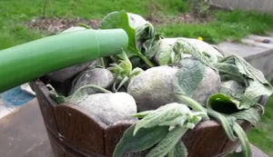 Mal die Bierpflanze gießen