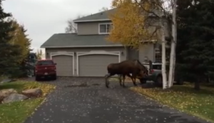 Stress unter Elchen Stress unter Elchen