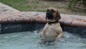 Hund chillt im Whirlpool