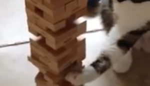 Mit der Katze ne Runde Jenga spielen