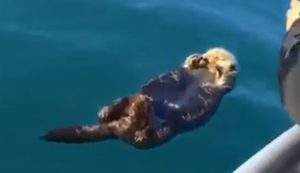 Entspannter Otter