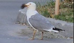 Möwe mit großem Hunger