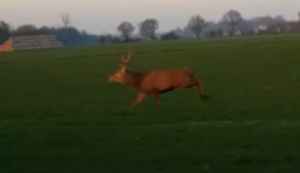 Vorsicht Wildwechsel